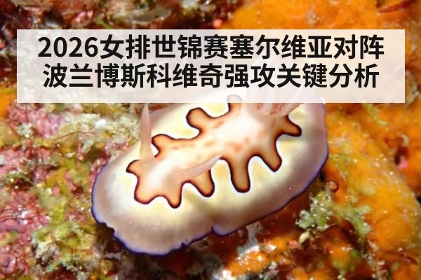 2026女排世锦赛塞尔维亚对阵波兰博斯科维奇强攻关键分析